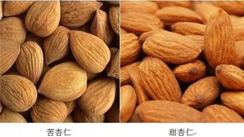 如何区分甜杏仁和苦杏仁?