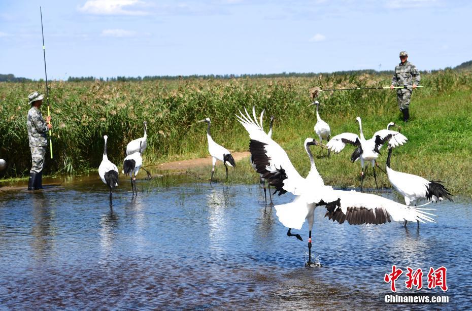 海内外游客黑龙江扎龙保护区观看丹顶鹤放飞