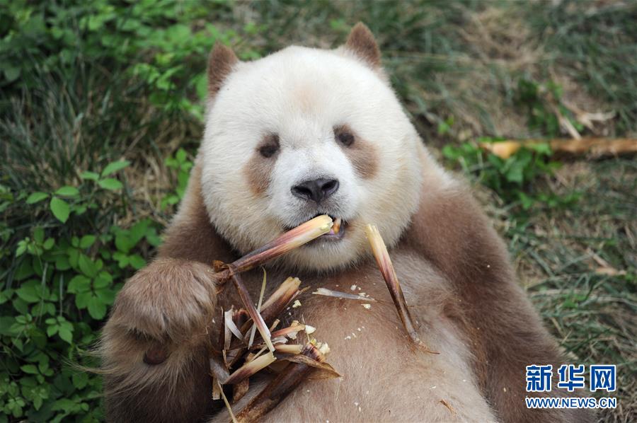棕色大熊猫的日常生活