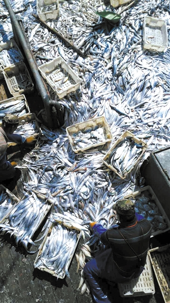 一打三整治行动成果丰硕东海开渔归来鱼满仓