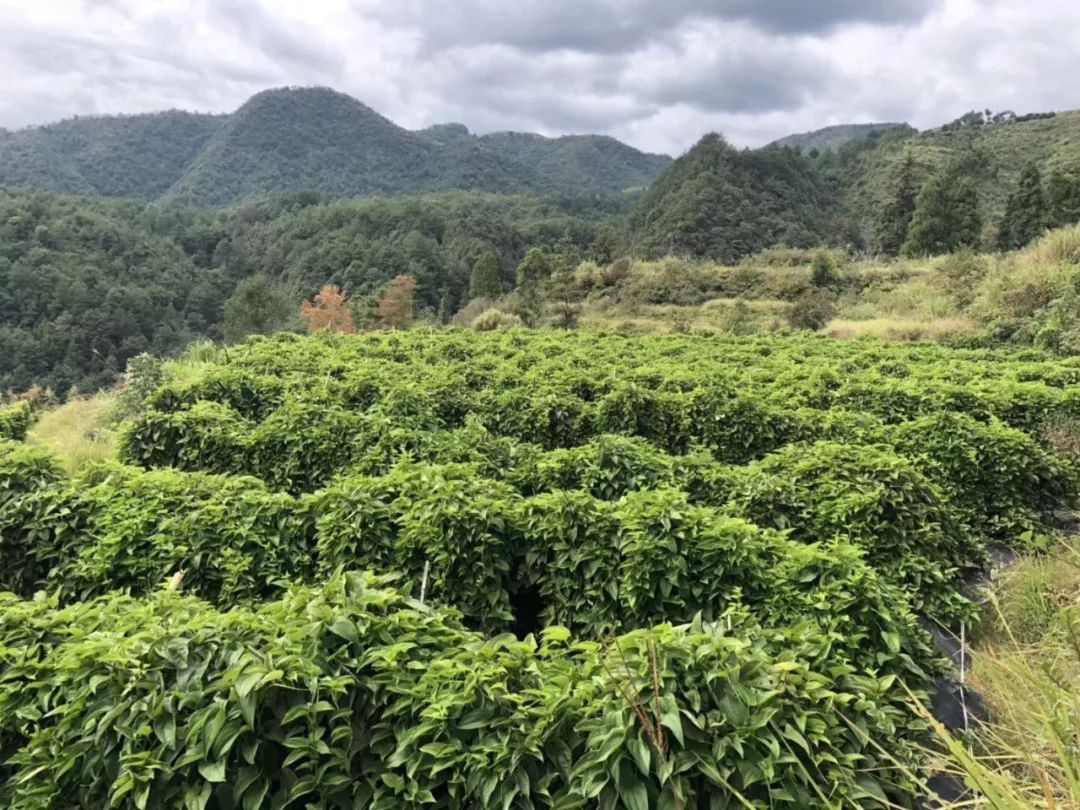 文成糯米山药种子出售图片