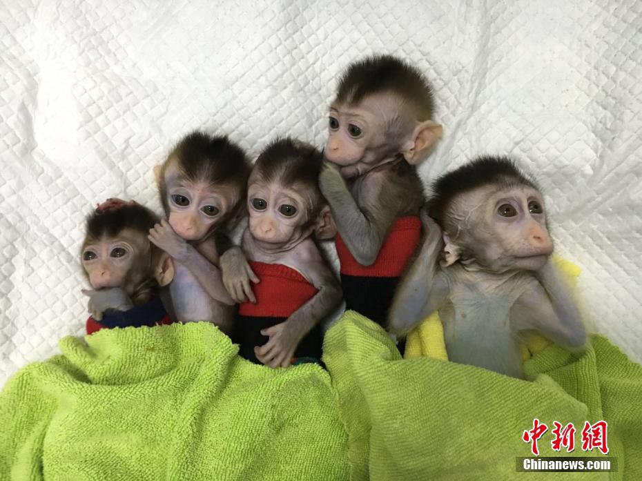 中国科学家创建世界首例生物节律紊乱体细胞克隆猴模型