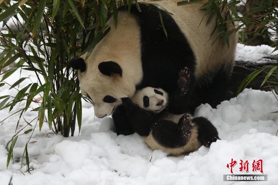 成都大熊猫基地为大熊猫专门造雪玩耍
