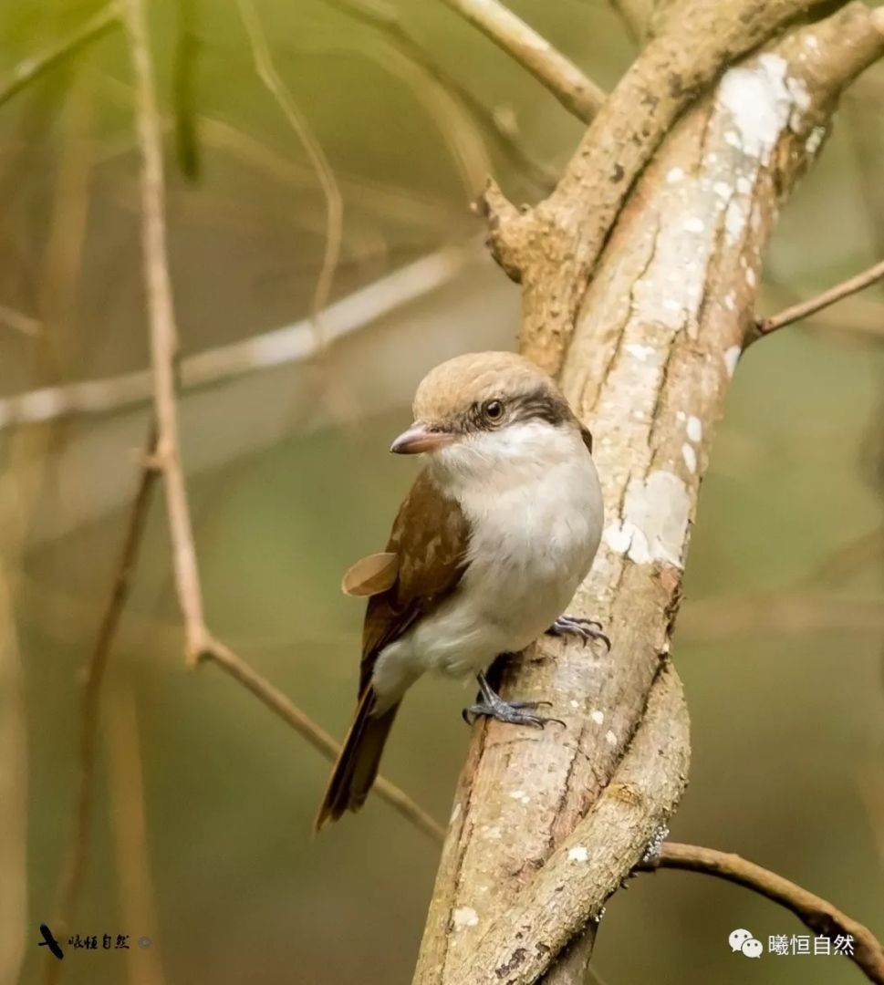 发现钩嘴林鵙2019年浙江鸟类首个新记录在文成诞生