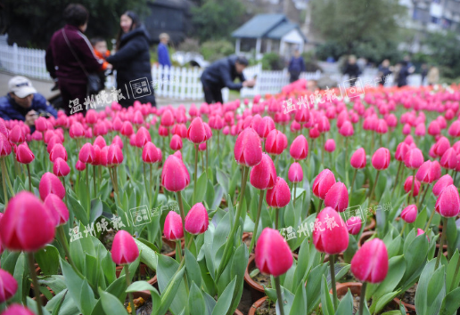 70個品種4000多平方米馬鞍池公園鬱金香即將綻放