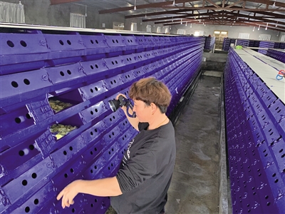 从试养青蟹到带动霓屿养民发展立体养殖山东姑娘刘长霞给紫菜之乡吹来