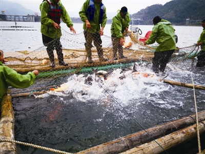 今年珊溪水库包头鱼上市量不超过40万斤