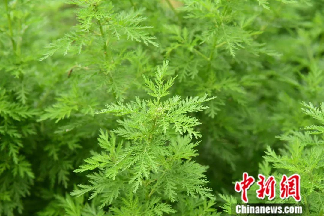 生长繁茂的青蒿草.王以照摄