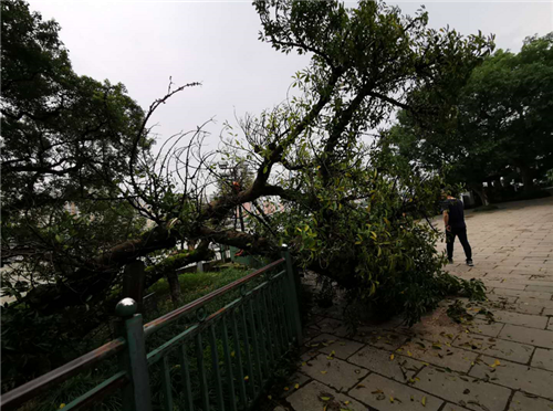 江心屿樟抱榕500年榕树被雷电劈倒