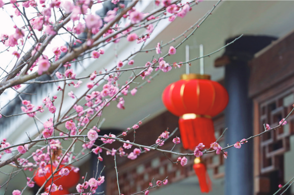 梅花树上挂灯笼图片图片