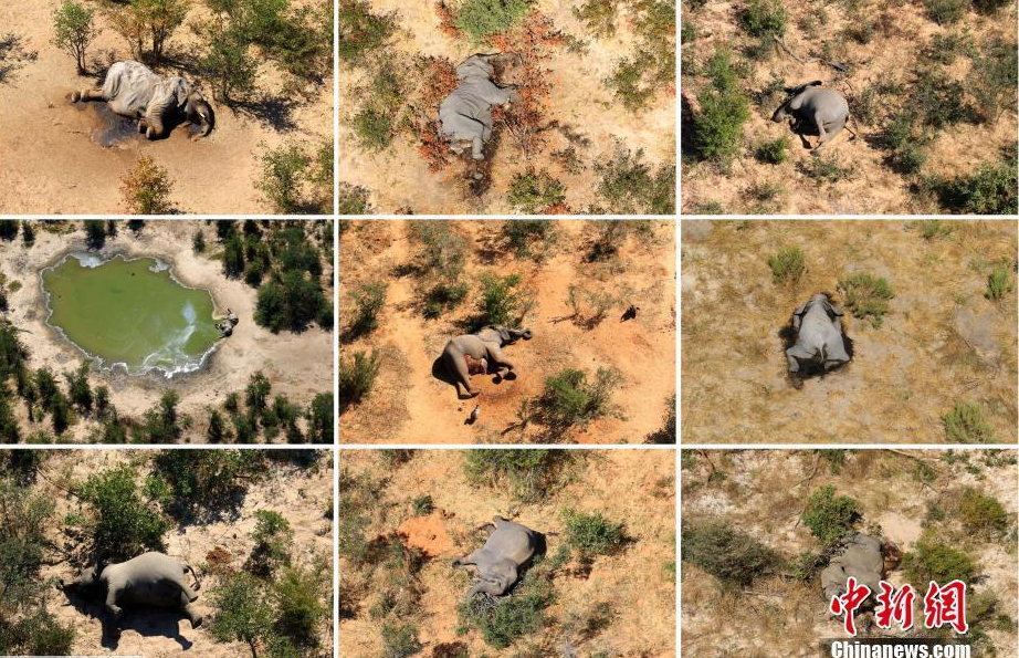 非洲博茨瓦纳数百头大象离奇死亡 原因未明