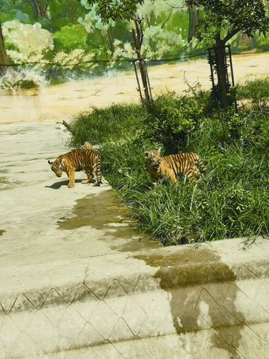 萌態十足溫州動物園東北虎生下龍鳳胎