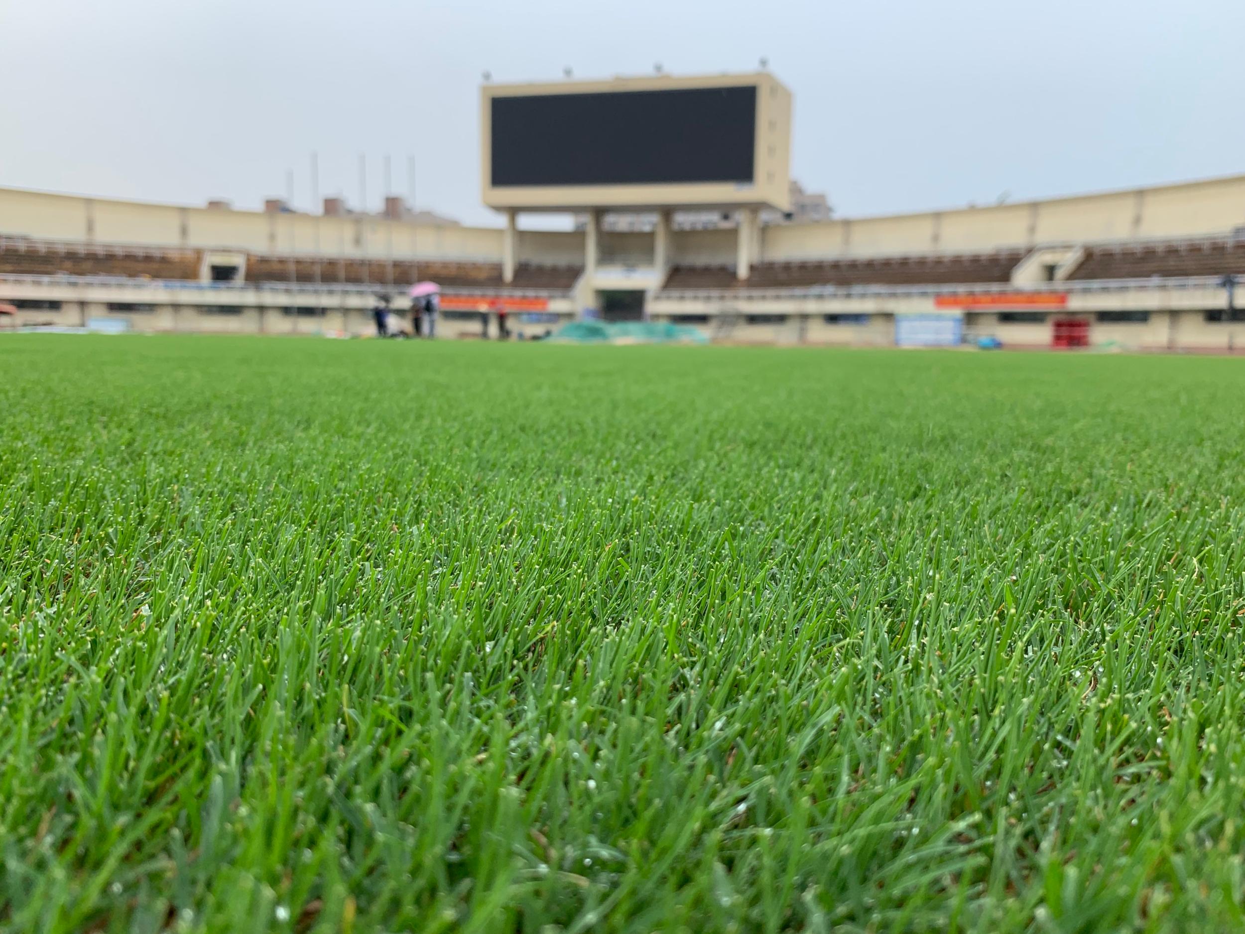 亚运会足球场的"草"啥模样?到温州体育中心看一看!