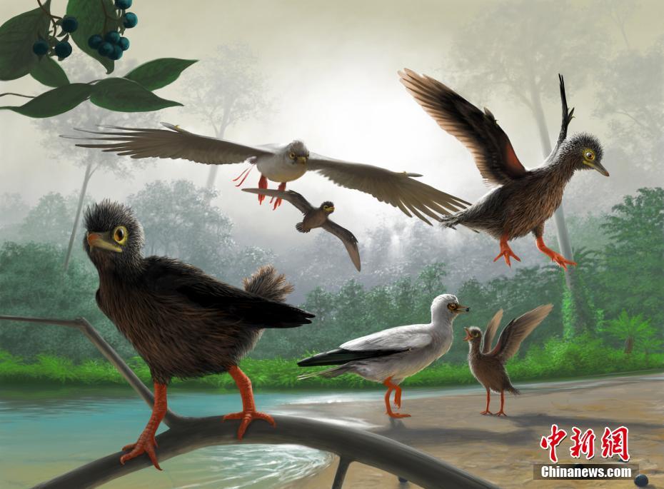 中国辽西发现1.2亿年前古喙鸟幼体