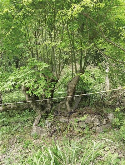 图为被盗的野生长叶榧树.