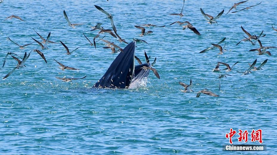 深圳大鹏湾海域：布氏鲸在海面捕食