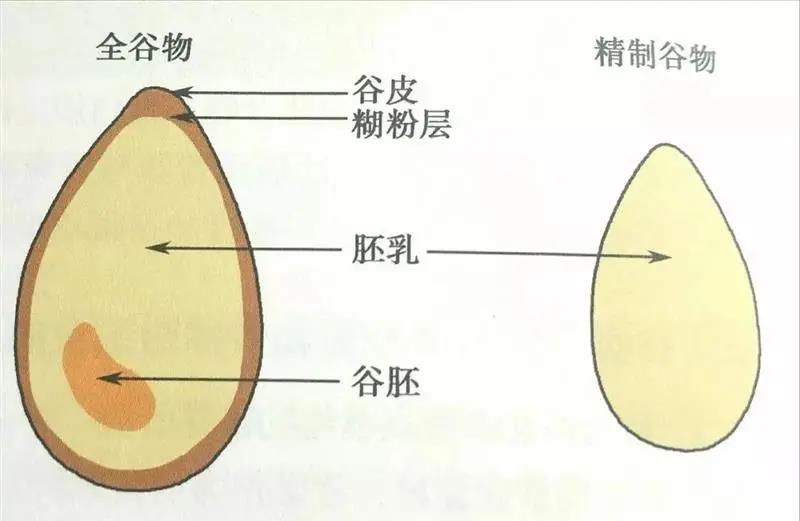 雀麦解剖图图片