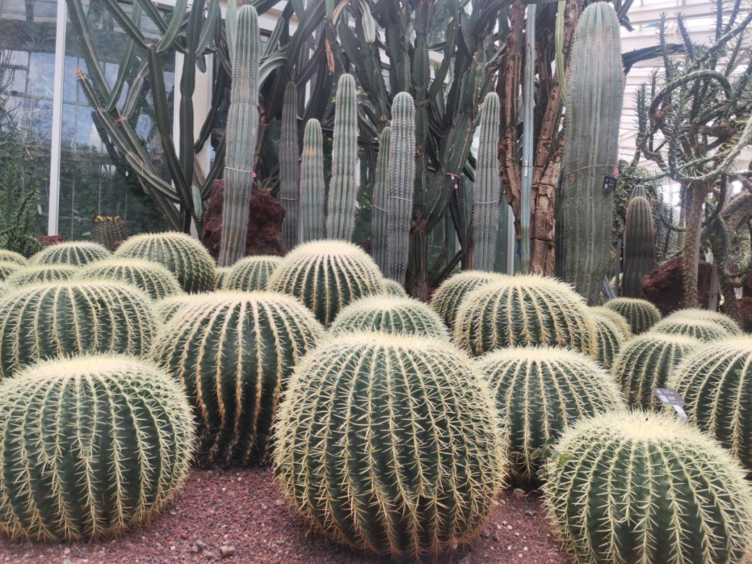 昆明"扶荔宫"带你穿越植物王国