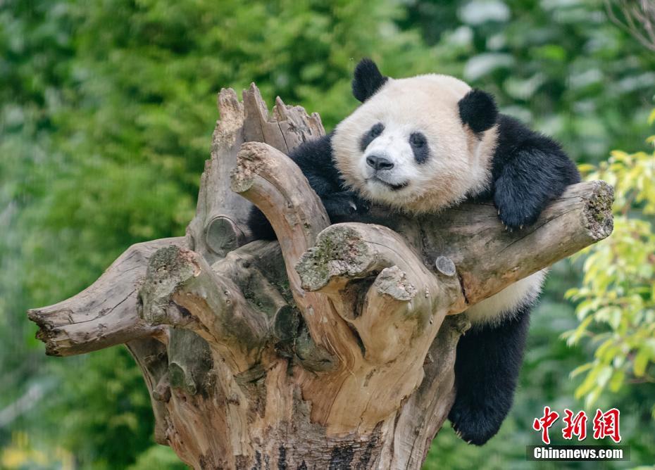 “萌系”大熊猫的幸福生活