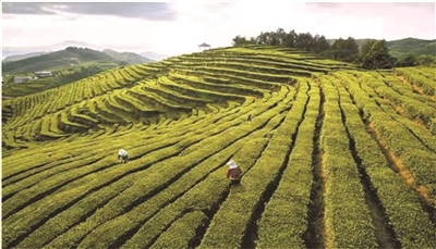 茶农谢细和让茶山变“金山”每年为每户茶农增收3万—50万元