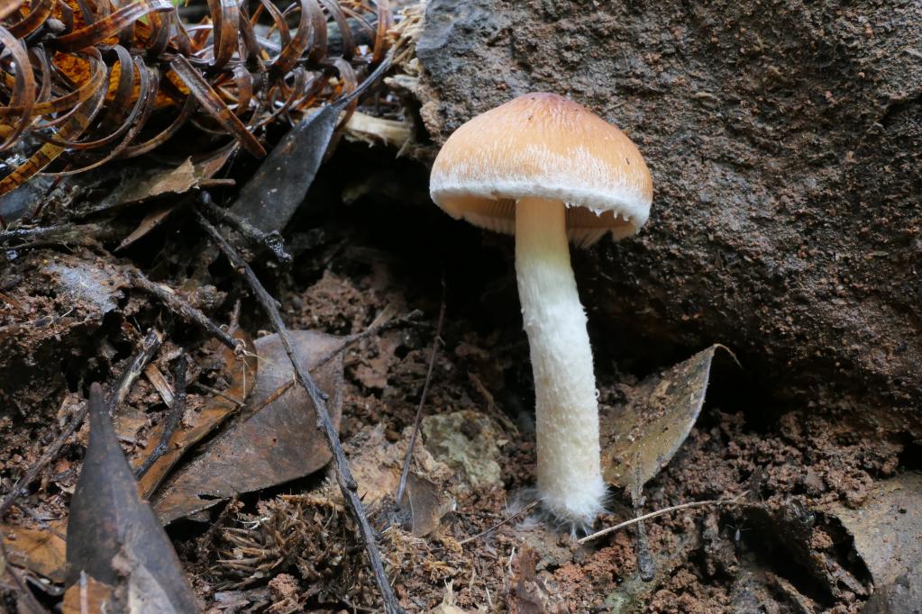 武夷山国家公园发现两栖动物大型真菌新物种