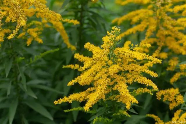 “加拿大一枝黄花”入侵三垟湿地 温州生态园：发现一处铲除一处