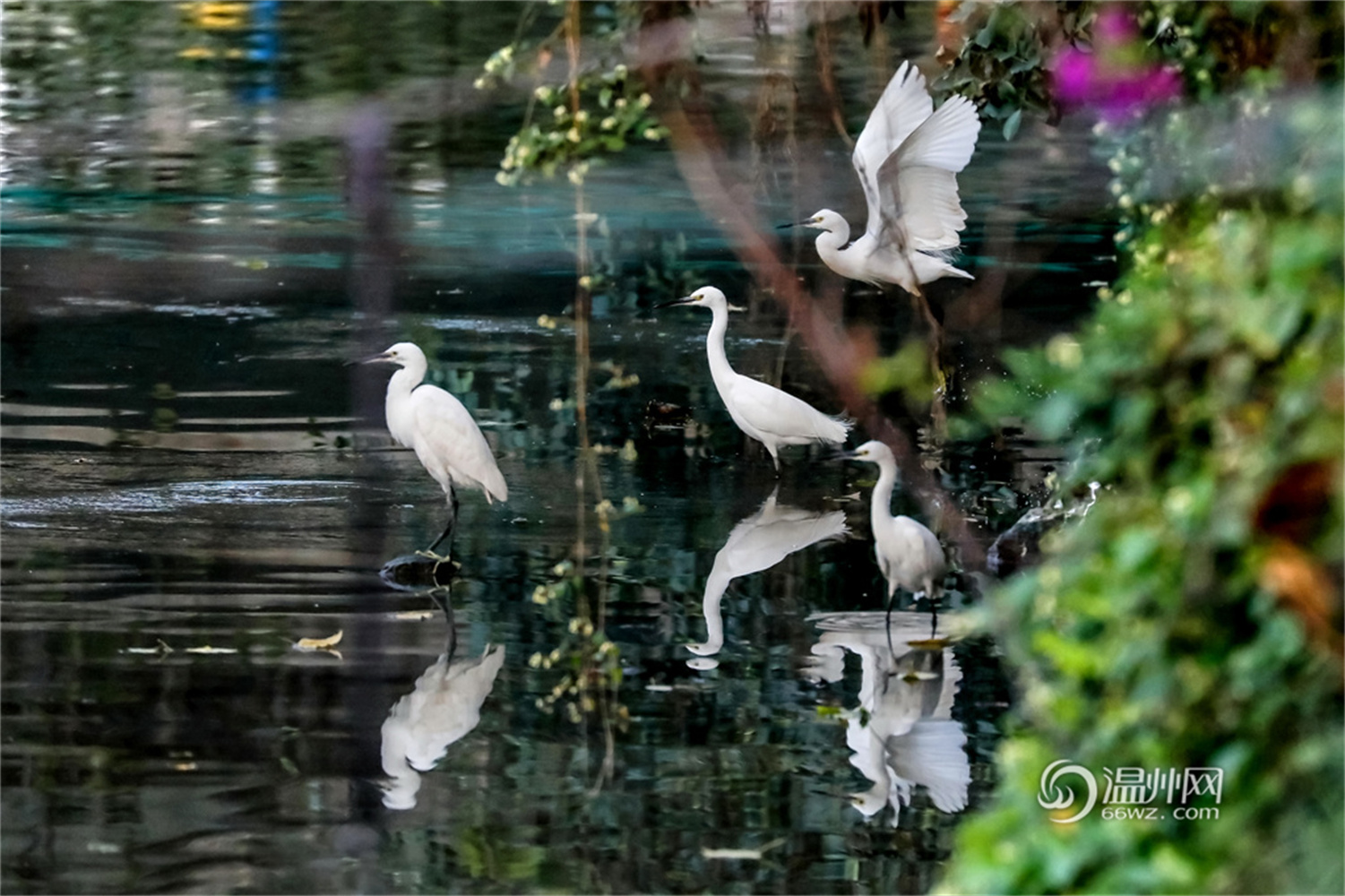 温州：生态塘河 鹭鸟欢栖