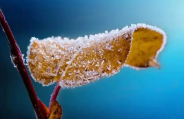 寒潮年末“冲刺” 温州将在12月26日正式入冬