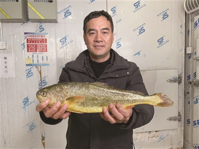 温州老板为一个承诺坚守当“渔民” 如今数十万尾黄鱼因疫情滞销