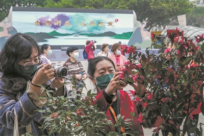 1700多盆茶花展品集体亮相 中国茶花博览会在温开幕
