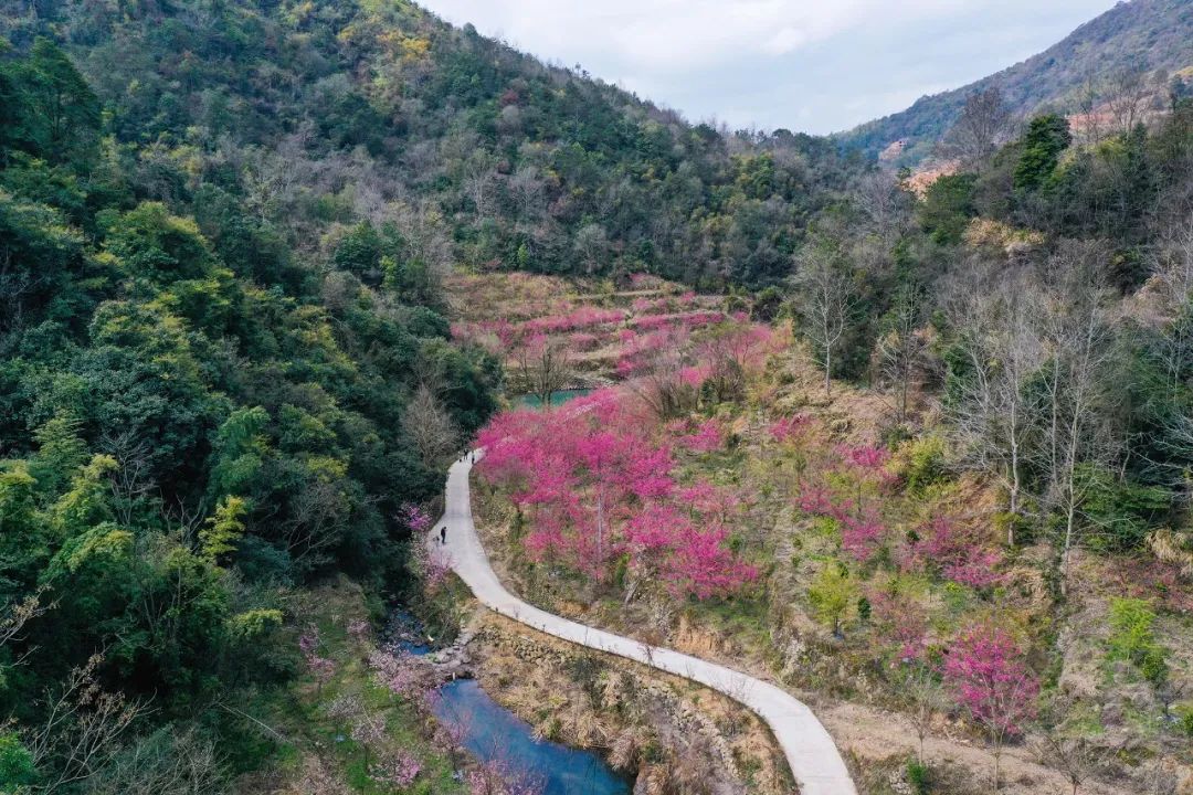 大荆镇桐阳村红叶园图片