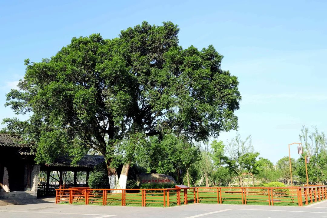 这些踏青线路带你玩转春日温州之温州生态园篇