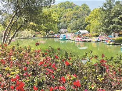 火红一片！温州绣山公园第二届杜鹃花展迎来盛花期