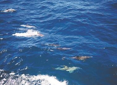 壮观！渔政船在北麂海域巡航 两百只海豚“组团”伴航