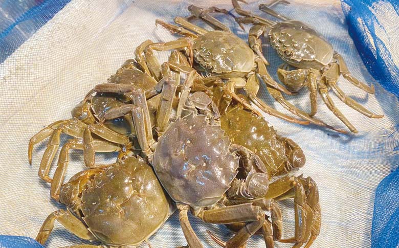 阳澄湖大闸蟹或将缺席中秋餐桌