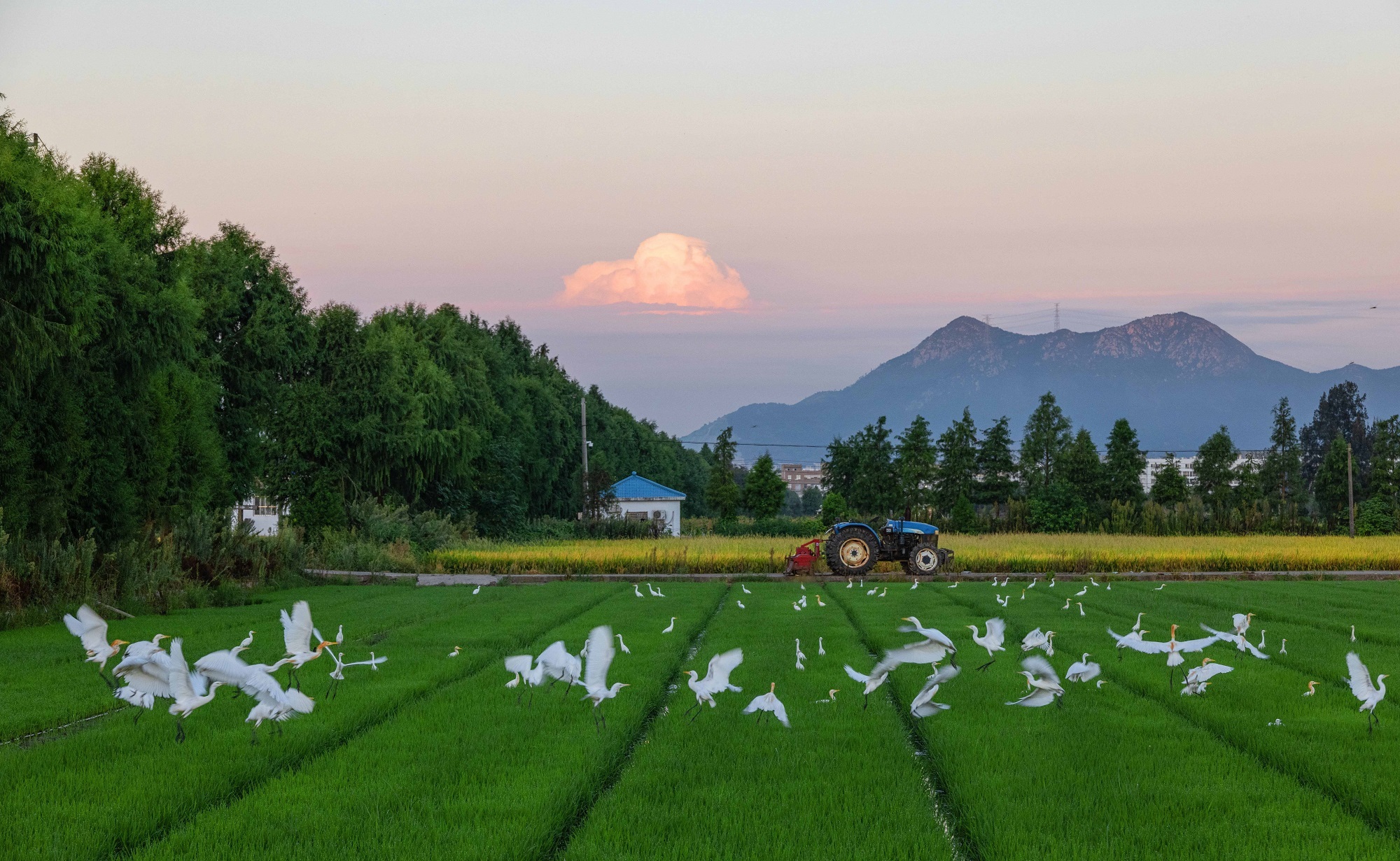 白鹭在田间飞舞嬉戏