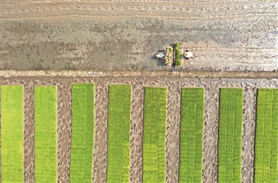 乐清大力推进农业“双强”行动 粮食产量达12.65万吨
