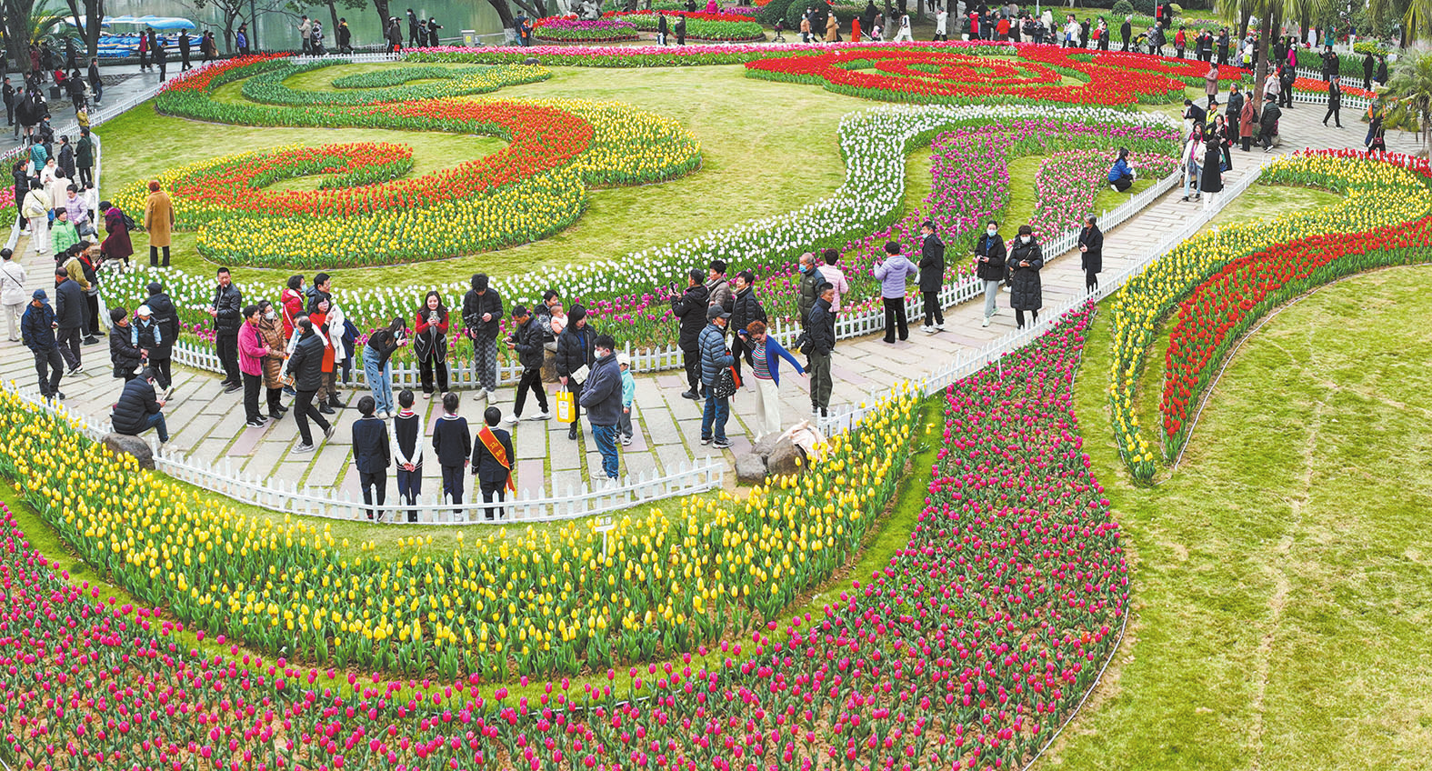 最美赏花季来袭，马鞍池郁金香开启温州“赏花图鉴”