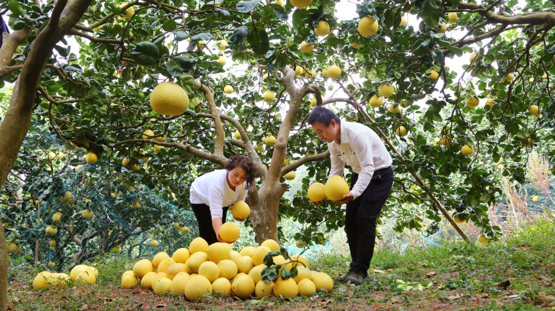 果香“柚”人，温州这个村入选全国“一村一品”示范！
