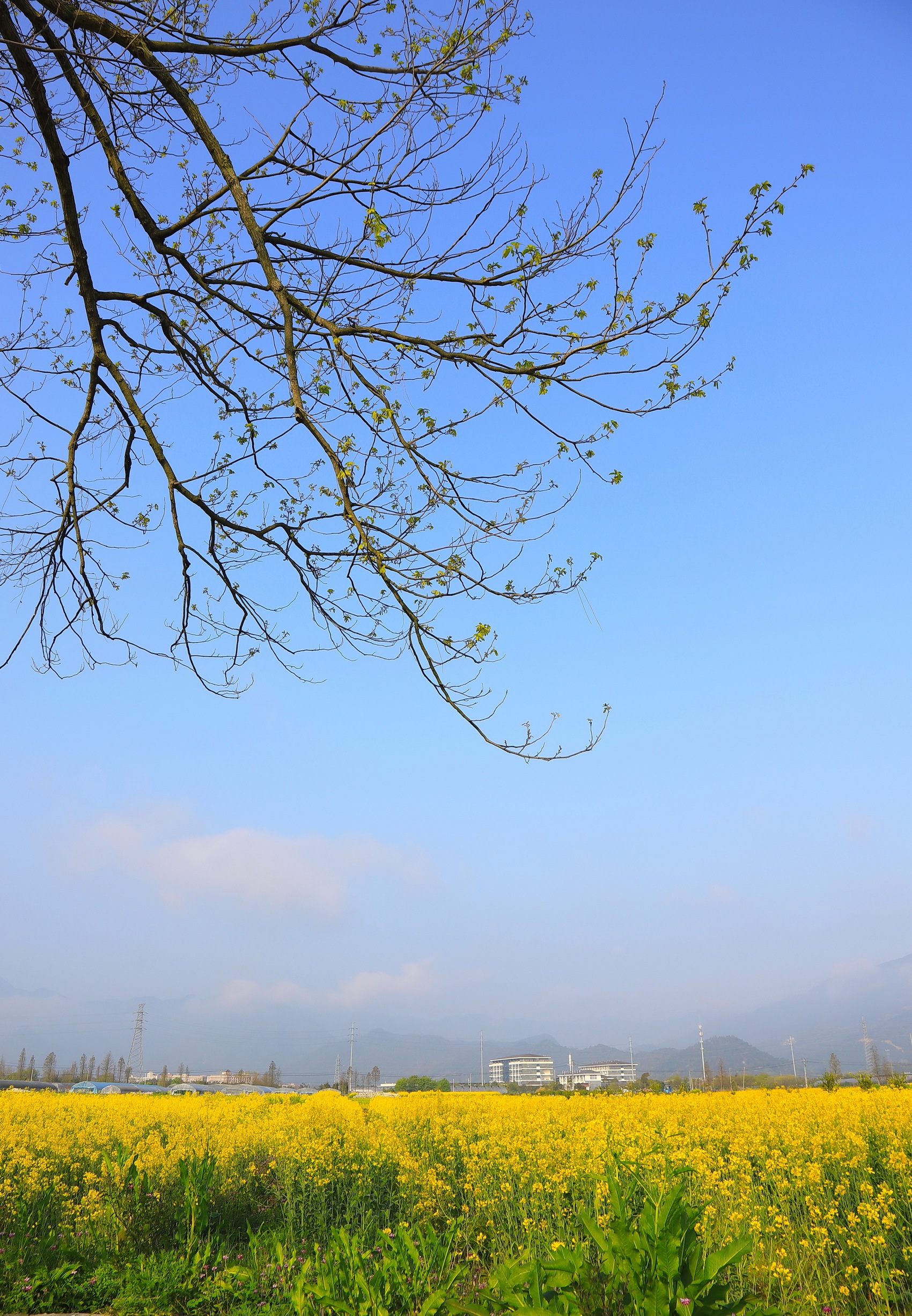 2022台州湾油菜花图片