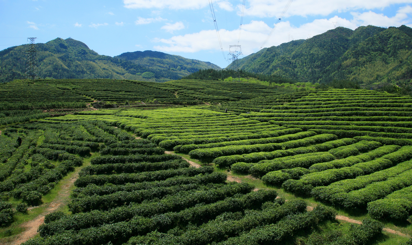 生态茶园达3.2万亩 泰顺“好茶”产值突破2.3亿元