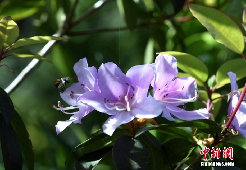 武夷山国家公园野生花朵热闹开放
