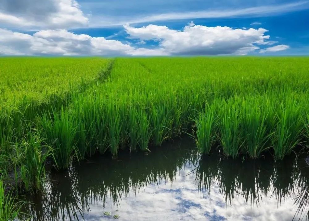 2025年前温州计划稻渔综合种养逾20万亩