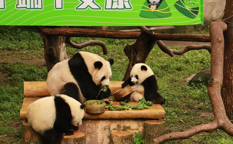 重庆动物园大熊猫吃特制香粽庆端午