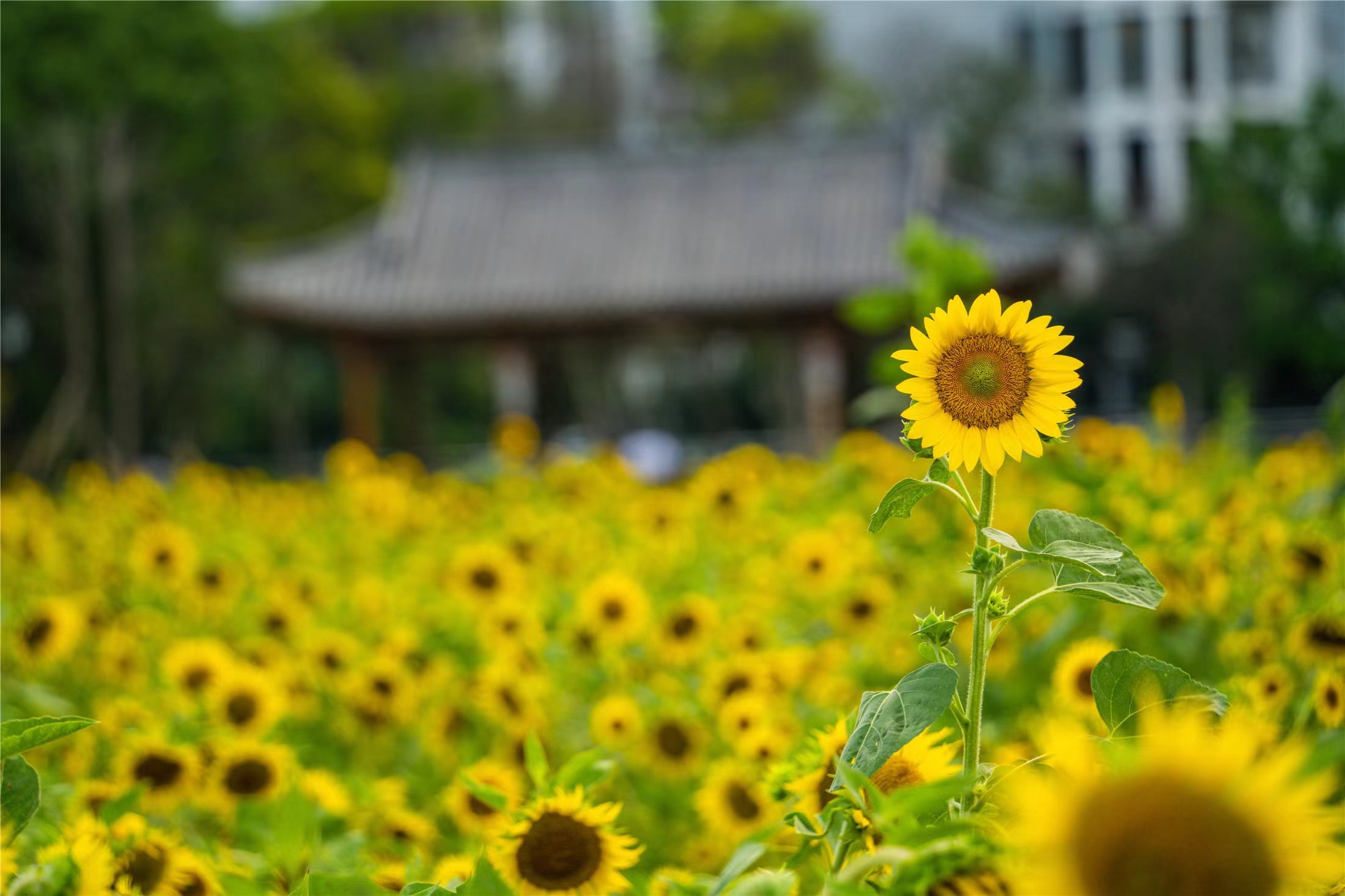 盛夏时节，来温州乐清赴一场向日葵之约