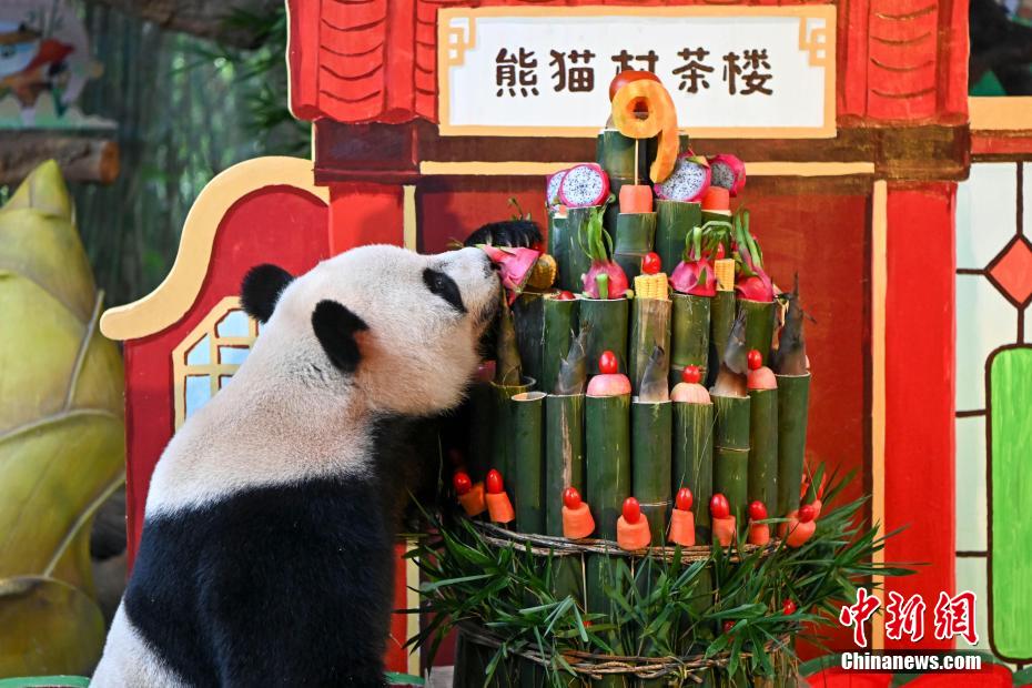 广州大熊猫三胞胎迎九周岁生日