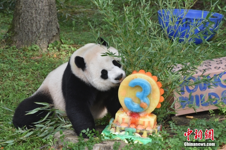 旅美大熊猫幼崽“小奇迹”迎来3周岁生日