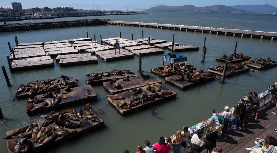 美国旧金山39号码头成群海狮悠然度时光
