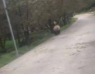 野生大熊猫频频现身陕西一村庄 疑似生病 目前已被救助