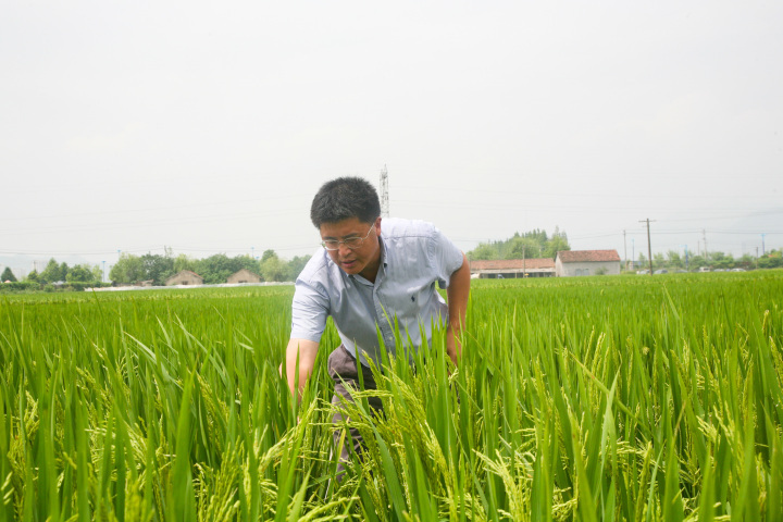 87个水稻新品种集体照亮相这碗大米饭的芯片如何做强